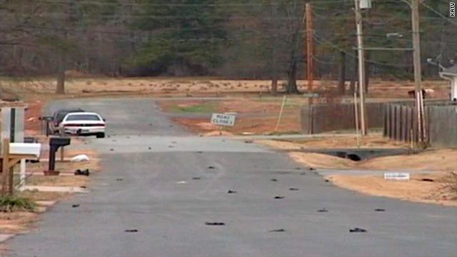 Bird_Arkansas