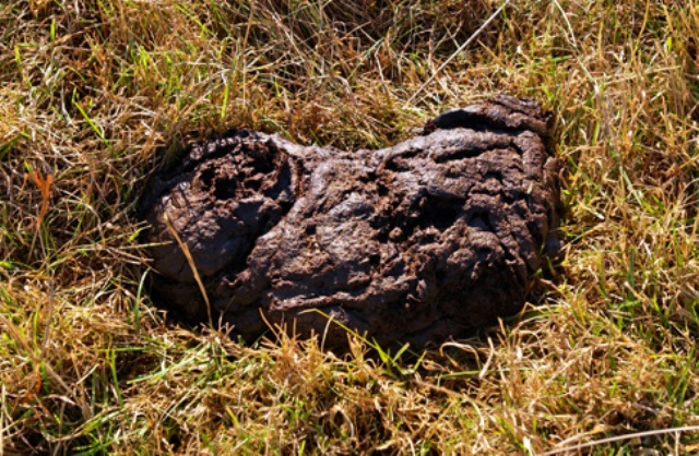 alg_cow-manure