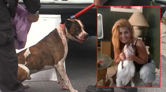 pit-bull-attack-550x306